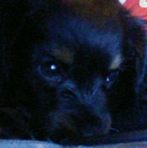 Meet your Posher, Cory